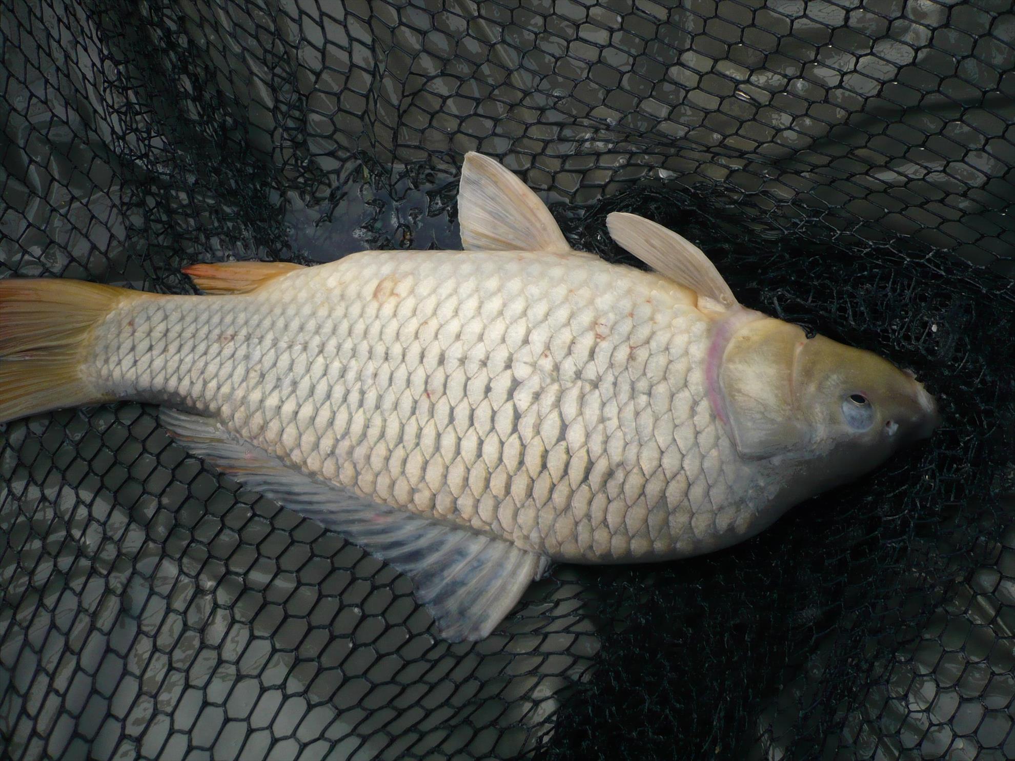 MV2 - 24.OCT.2013 - p1010819.JPG